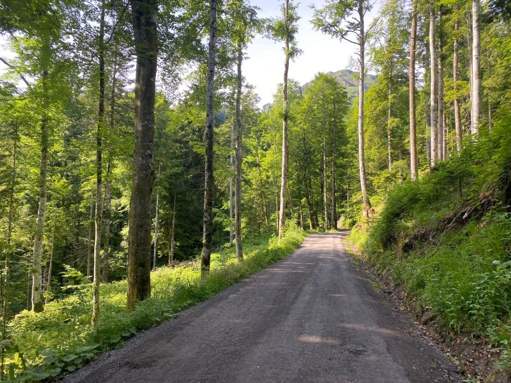 Durch den Wald in Richtung Schetteregg