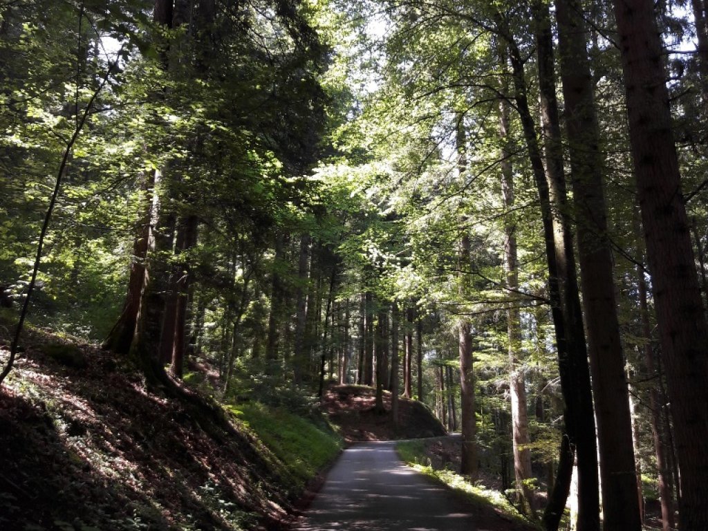 Schattiger Radweg nach Brand