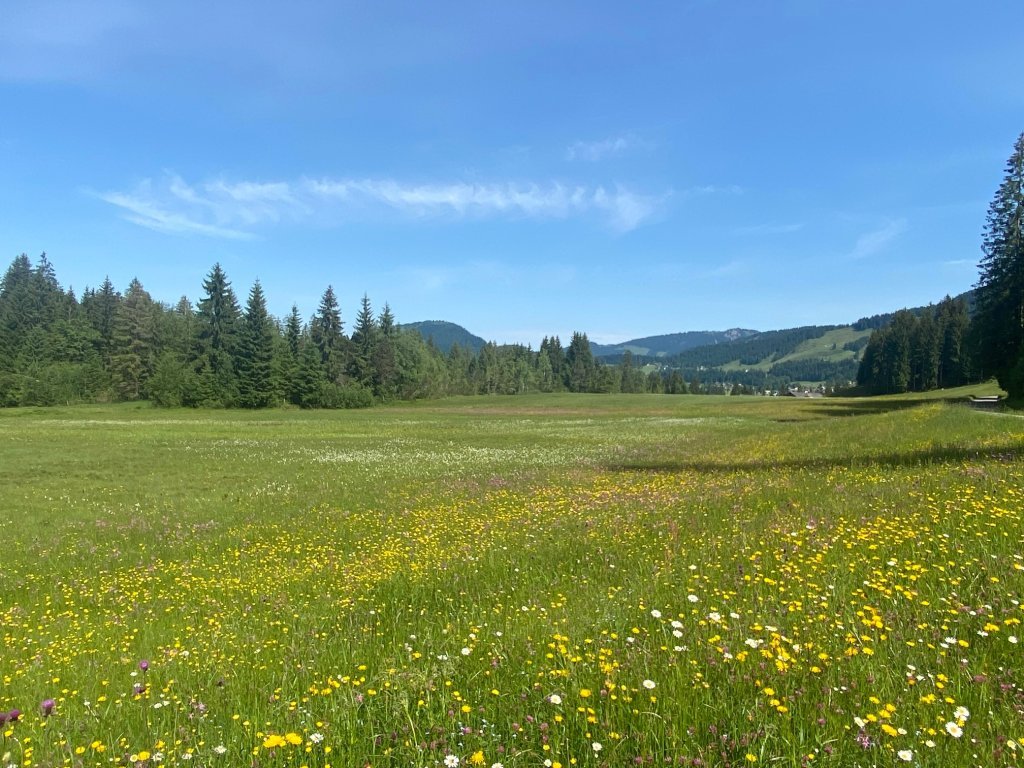 Herrliche Blumenwiesen in Sibratsgfäll